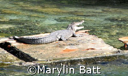 Salt Water Crocodile on a slab of sunk concrete left over... by Marylin Batt 